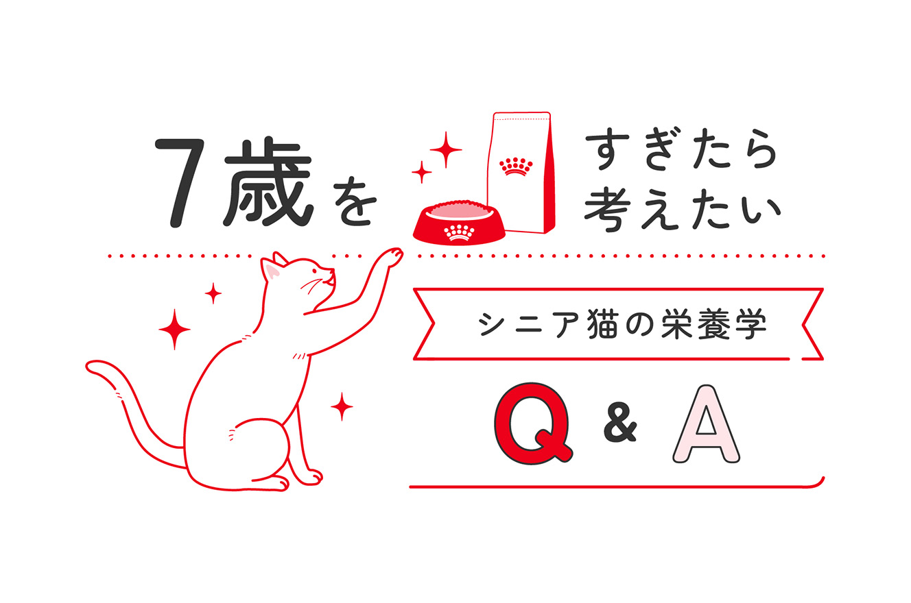 シニア猫 栄養学Q&A